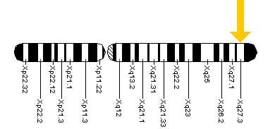 #18 New Advances on Fragile X Syndrome