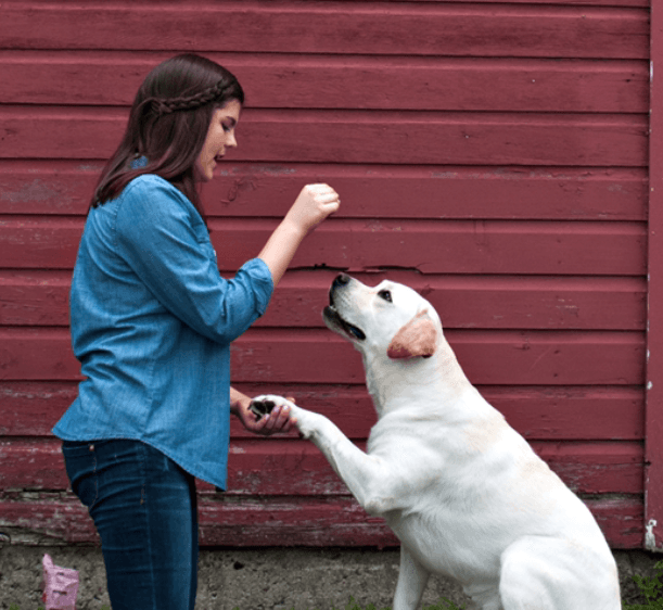 Diabetes Alert Dogs / Dexcom Update