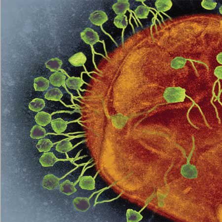 Bacteriophage Treatment for Serious Infections Is Back!