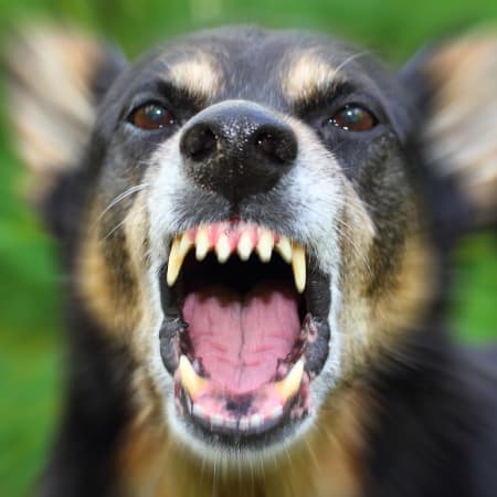 An Inconvenient Tooth